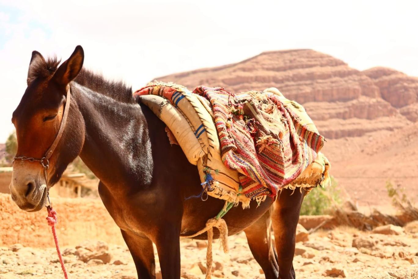 Gite D'Etape Ziz Oasis Achbarou Bagian luar foto