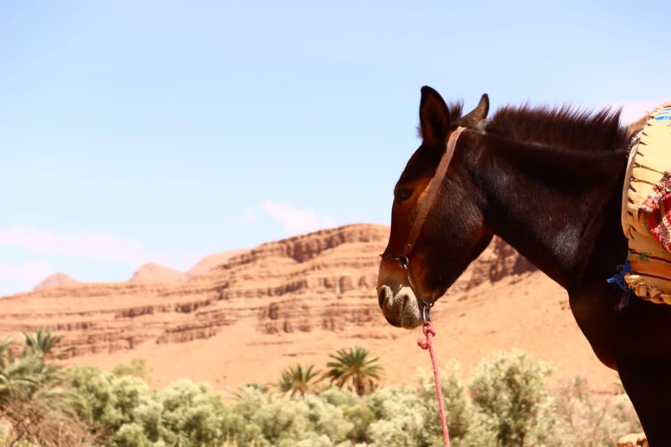 Gite D'Etape Ziz Oasis Achbarou Bagian luar foto