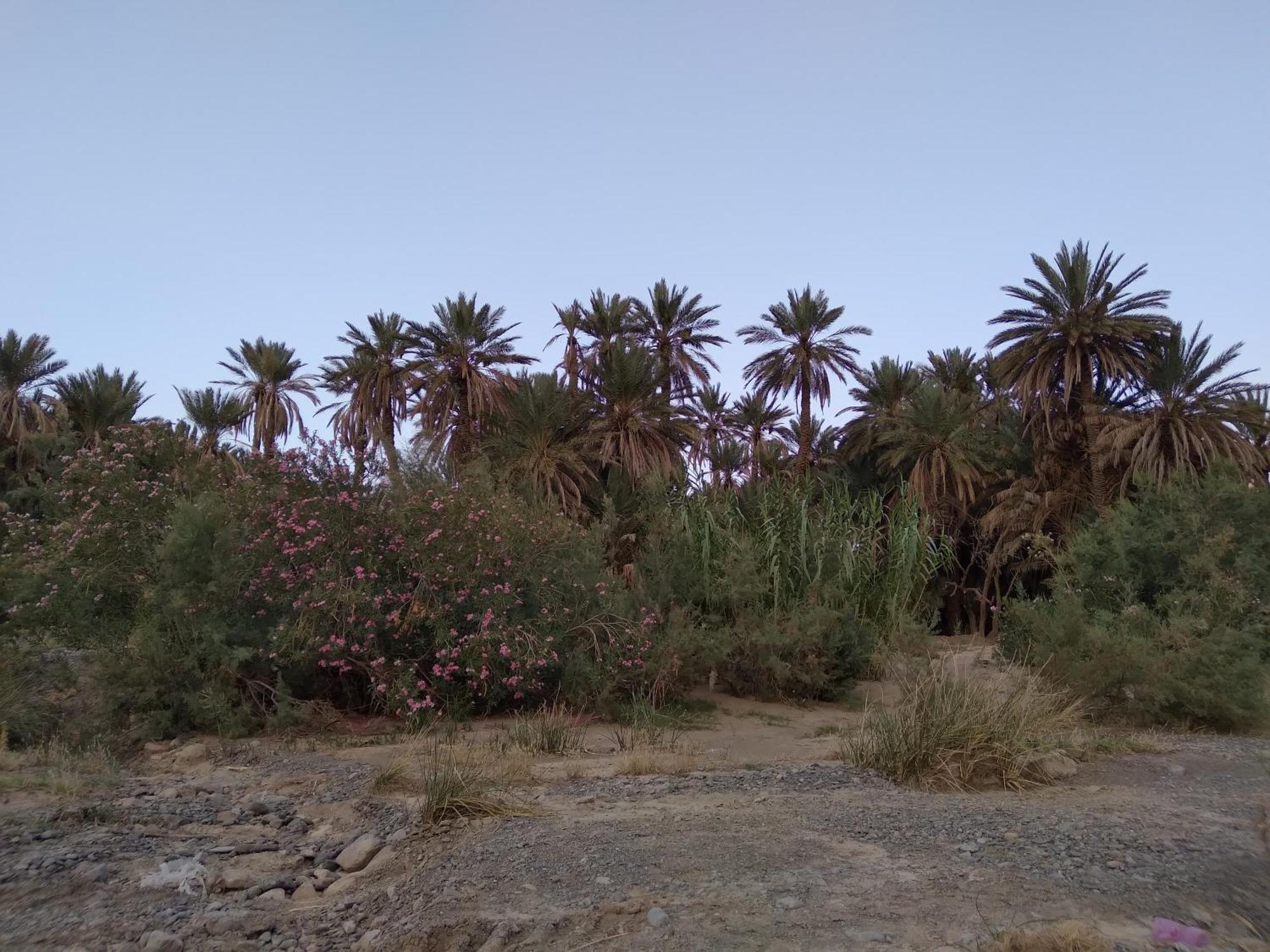 Gite D'Etape Ziz Oasis Achbarou Bagian luar foto